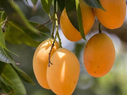 Mangoes Via Courier